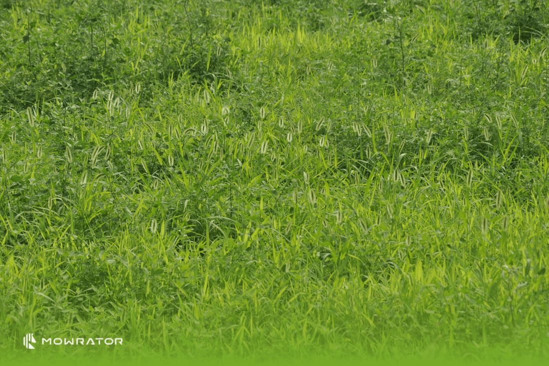 How to Fix Overgrown Lawn Overrun with Weeds | Weed Lawn Care