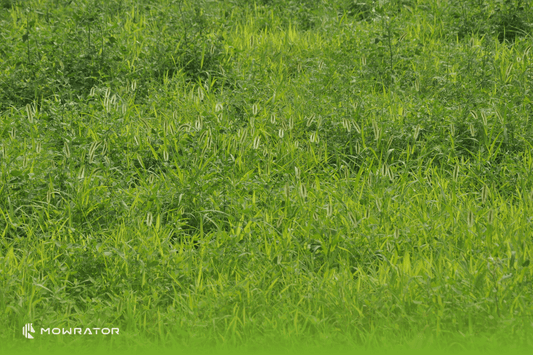 How to Fix Overgrown Lawn Overrun with Weeds | Weed Lawn Care