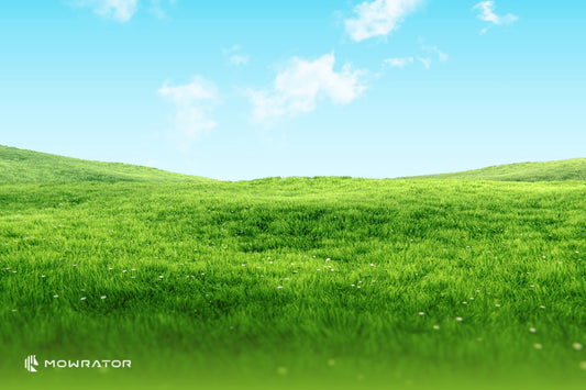 What Height Should Grass Be Cut In Summer