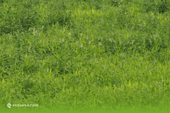 How to Fix Overgrown Lawn Overrun with Weeds | Weed Lawn Care