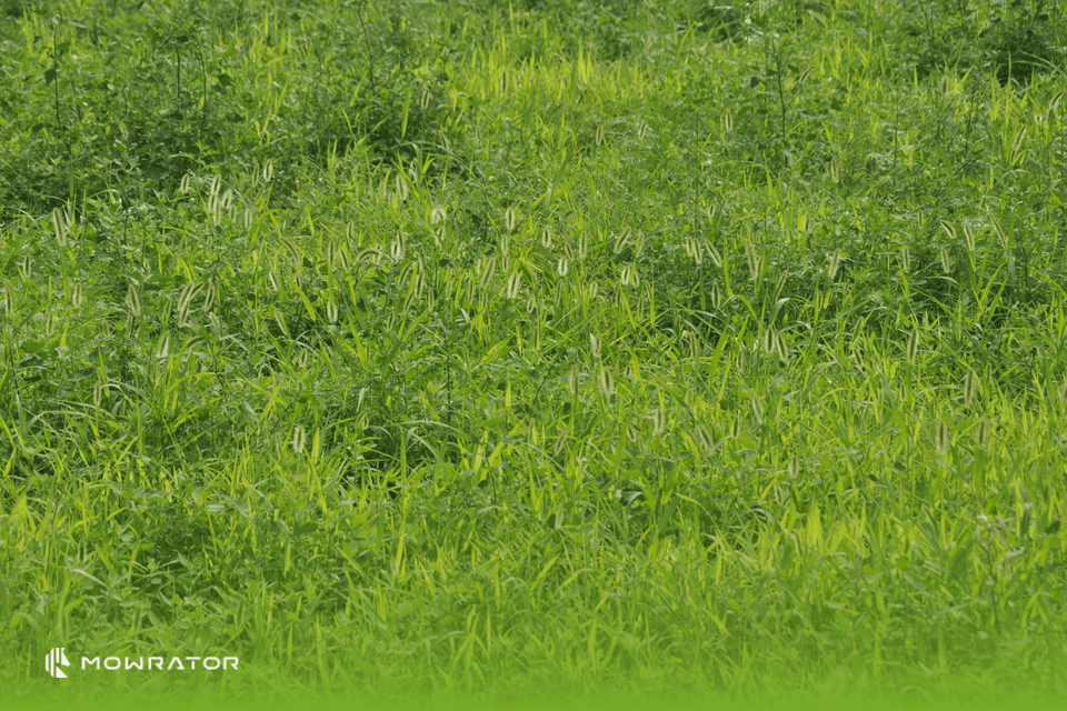 How to Fix Overgrown Lawn Overrun with Weeds | Weed Lawn Care