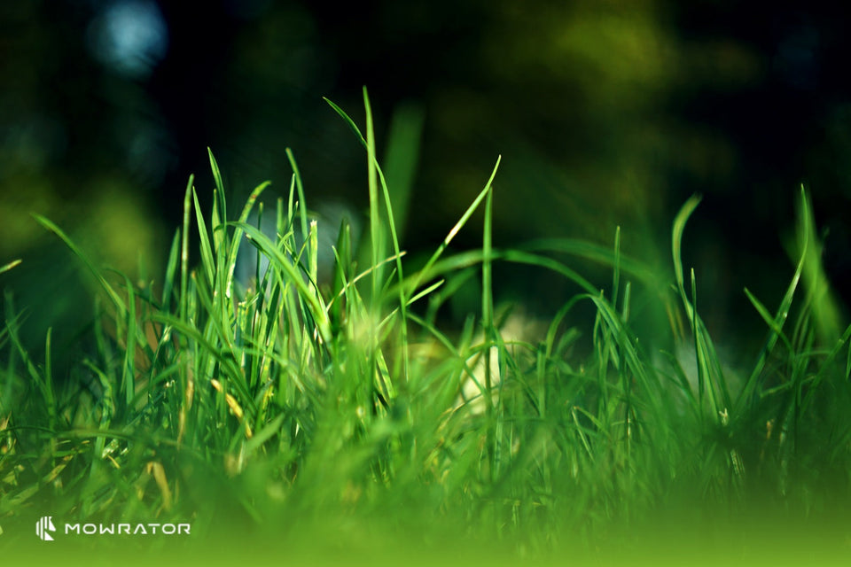 The Green Grass
