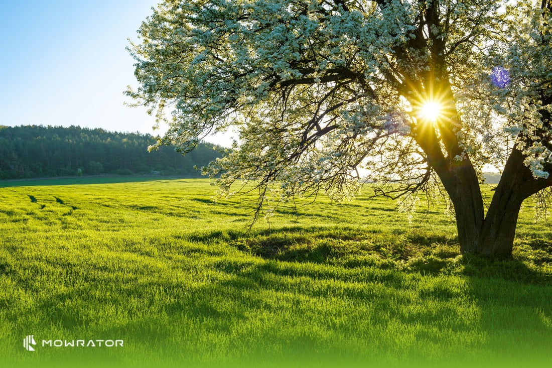 When to Cut Grass in Spring?