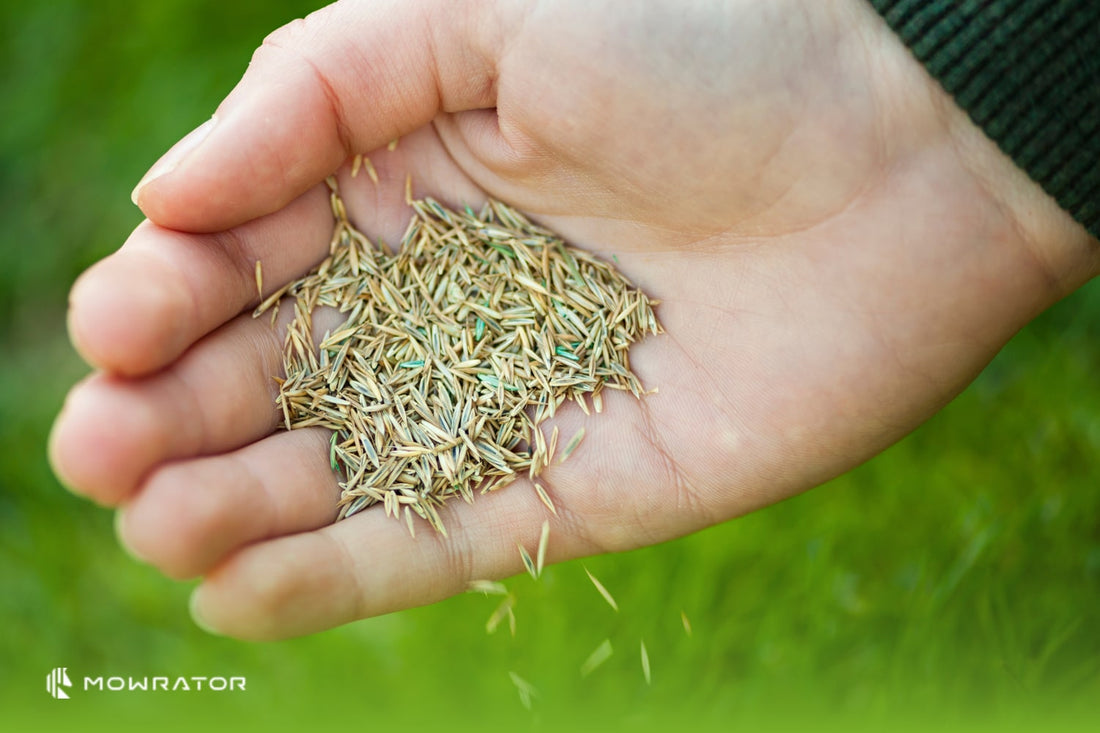 When to Mow After Overseeding